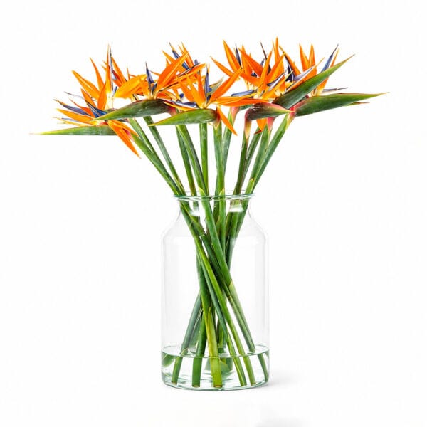 Birds Of Paradise