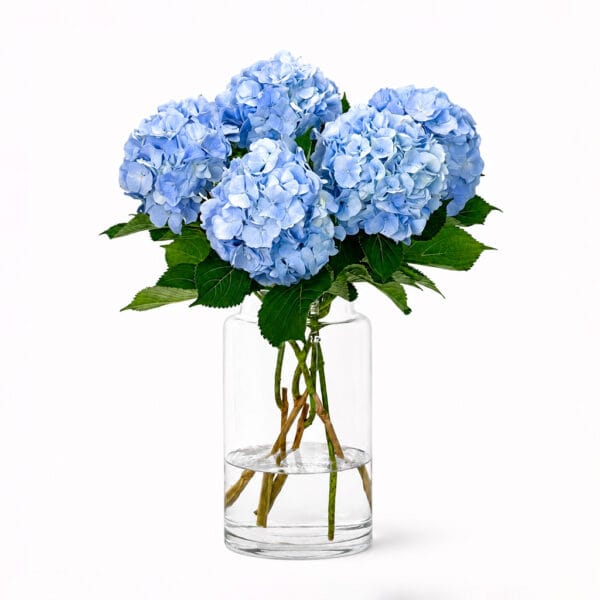 Blue Hydrangeas