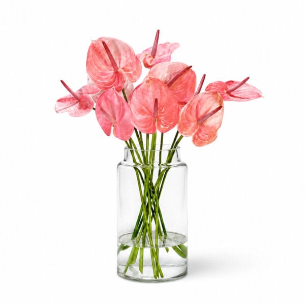 Blush Anthuriums