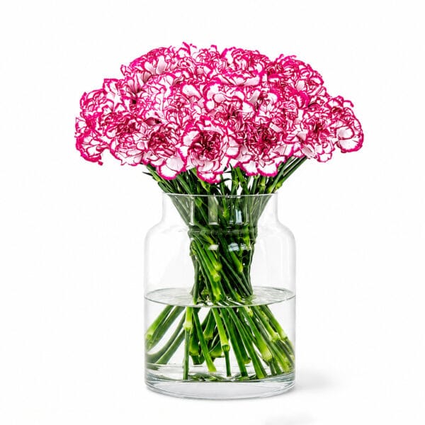 Dual Tone Carnations
