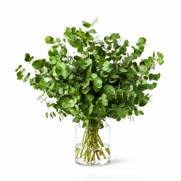 Eucalyptus