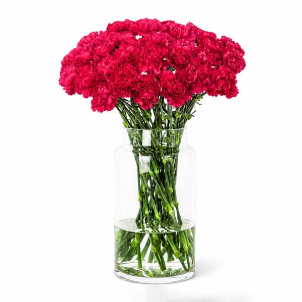 Fuchsia Carnations