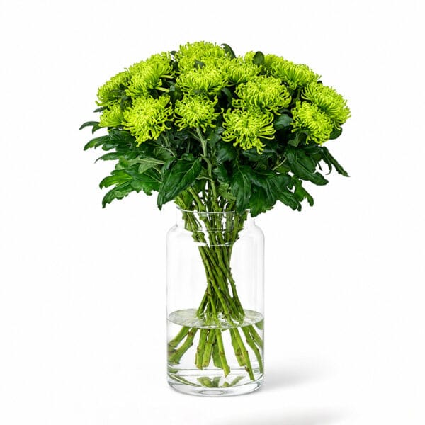 Green Disbud