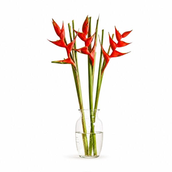 Heliconia Big Birds