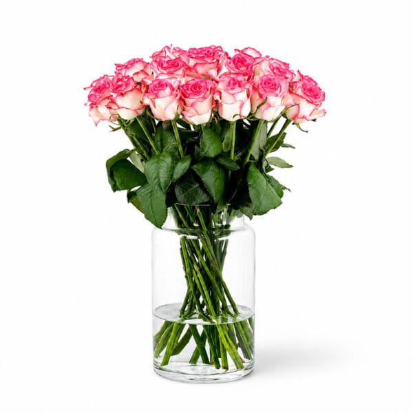Jumelia Roses