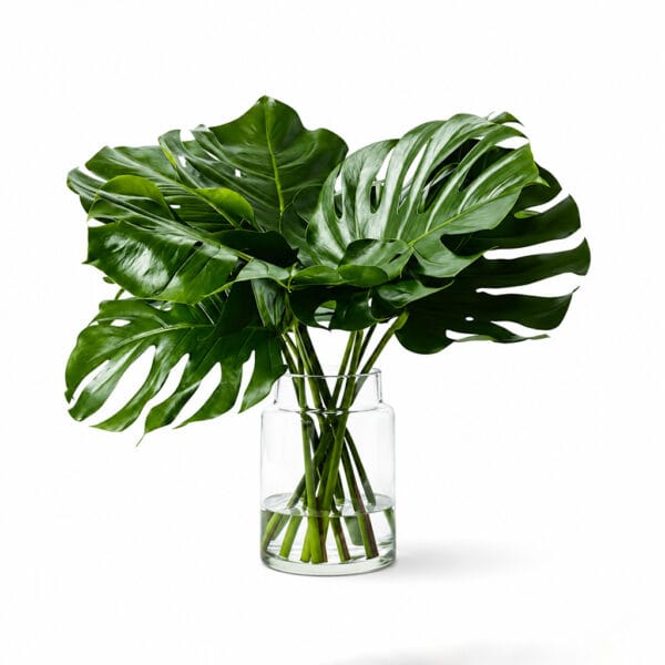 Monstera Leaves