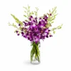 Orchid Elegance F