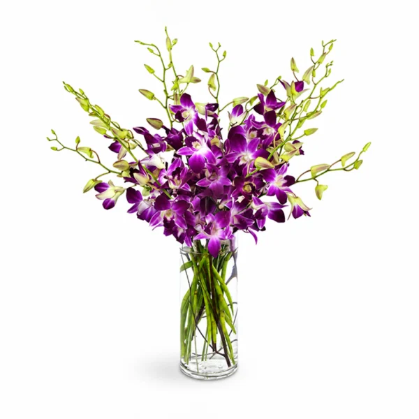 Orchid Elegance F