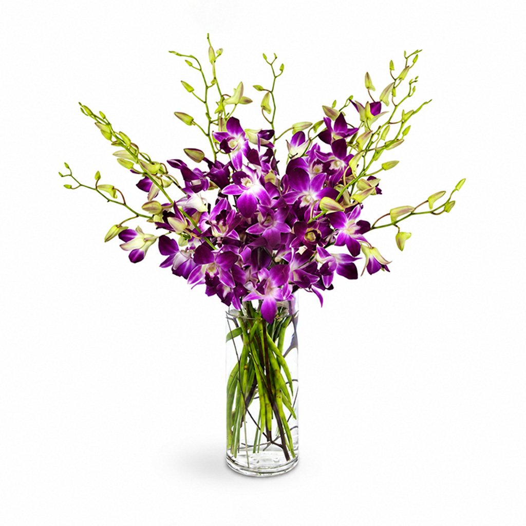 Orchid Elegance F