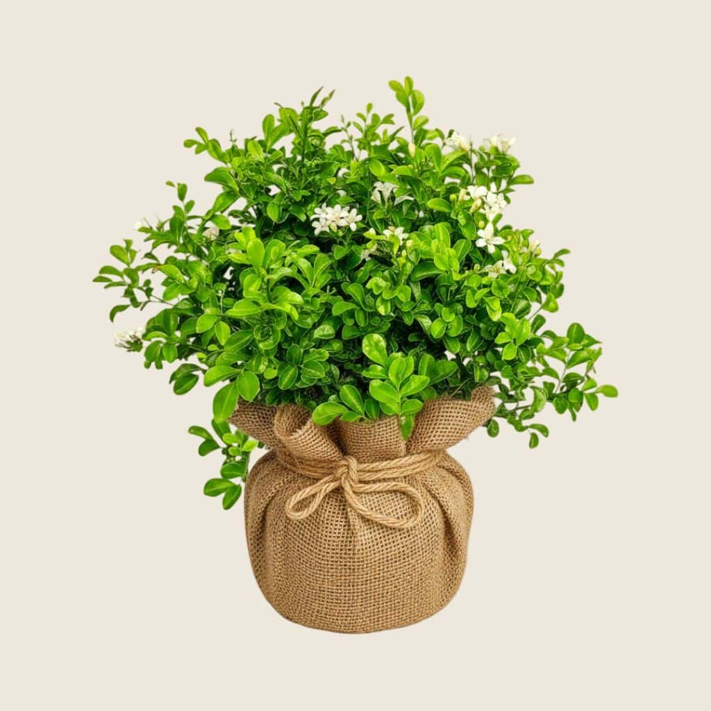Kamini dwarf plant in natural jute wrapping