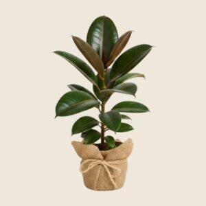 Rubber plant in rustic jute wrapping