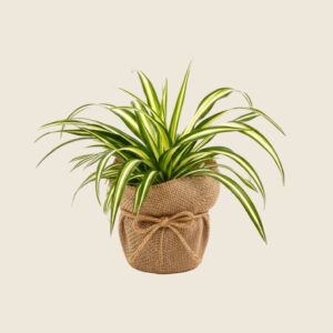 Spider plant wrapped in jute