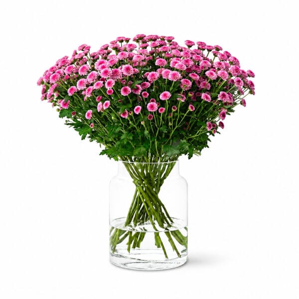 Pink Button Chrysanthemums