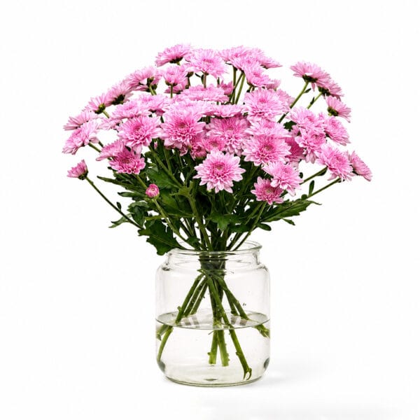 Pink Chrysanthemums