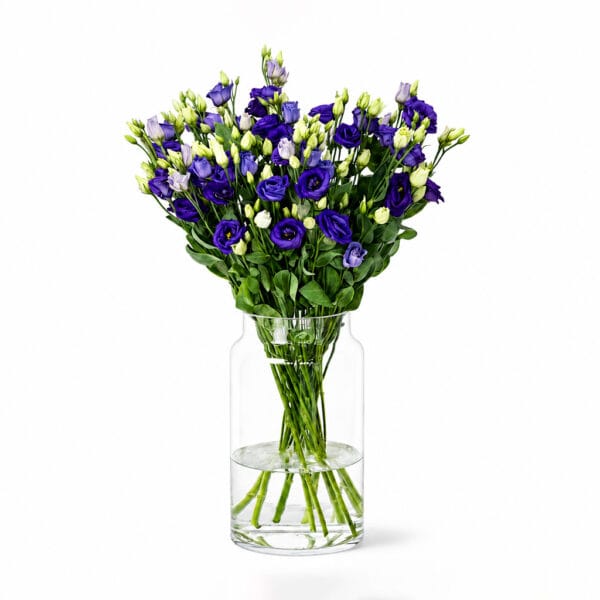 Purple Eustomas