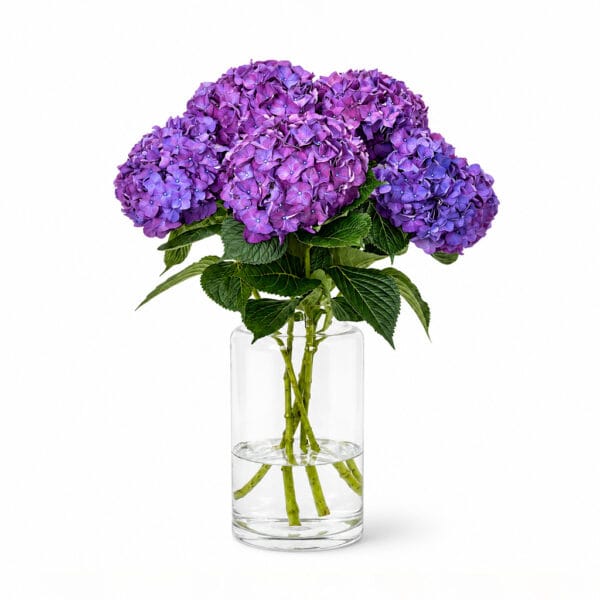 Purple Hydrangea