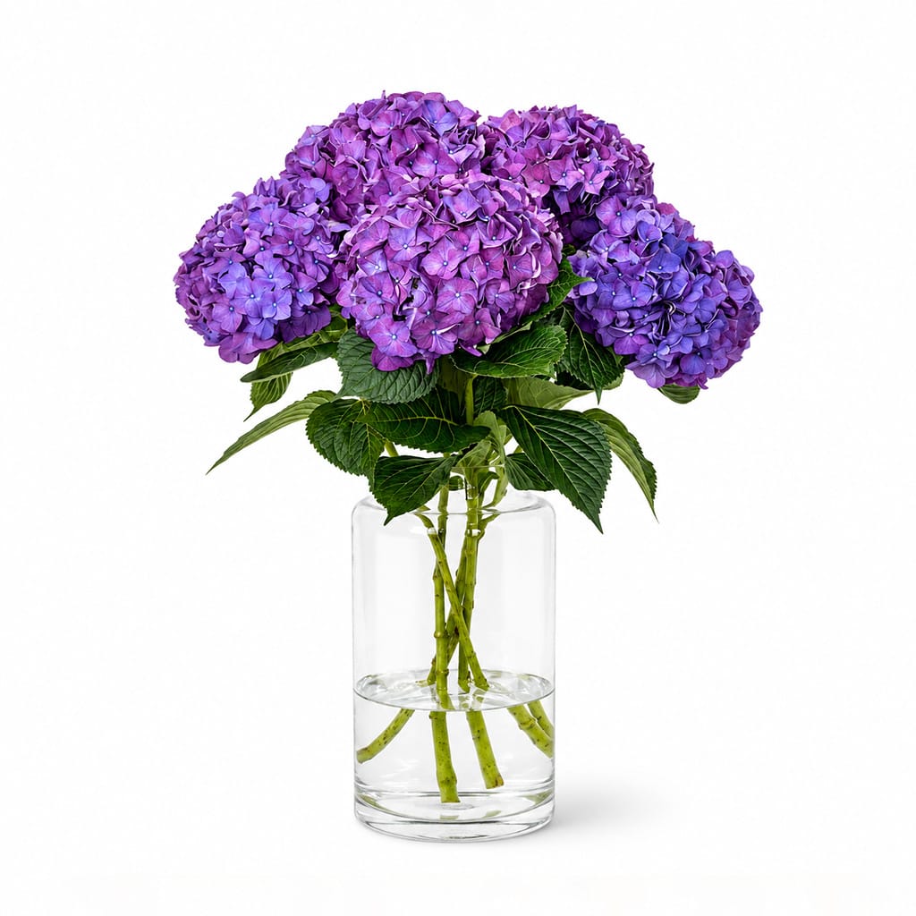 Purple Hydrangea