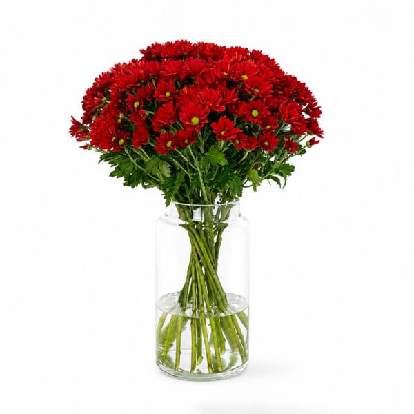 Red Chrysanthemums