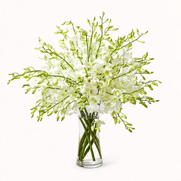 Serene Orchids