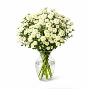 White Button Chrysanthemums (15 Stems)