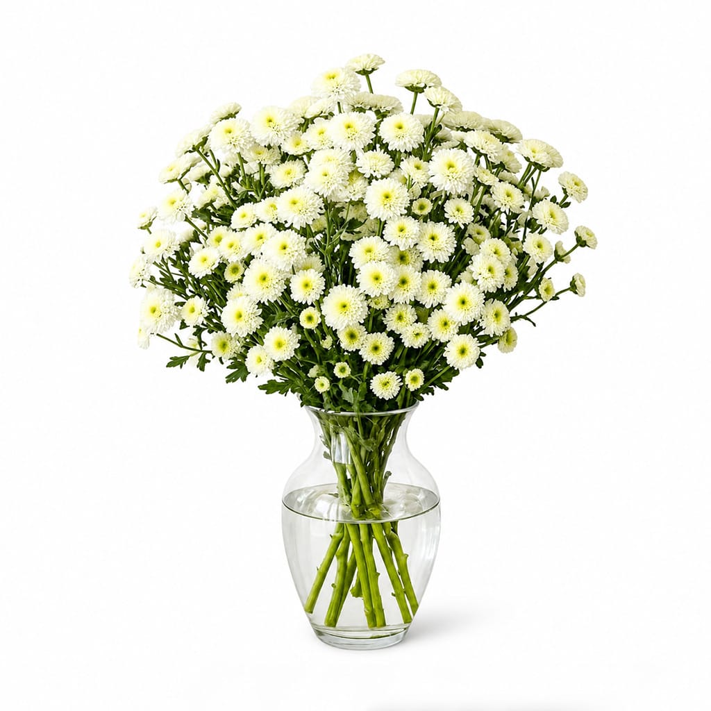 White Button Chrysanthemums