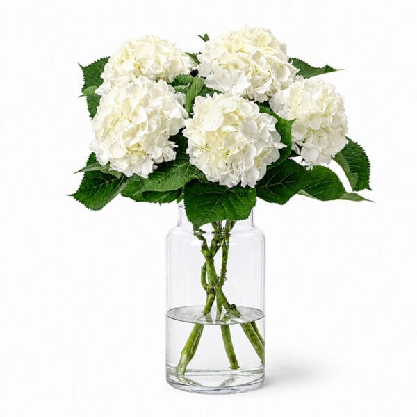 White Hydrangeas