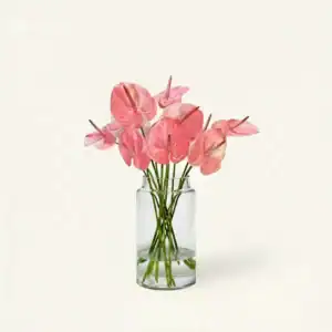 Pink anthurium stems freshly cut