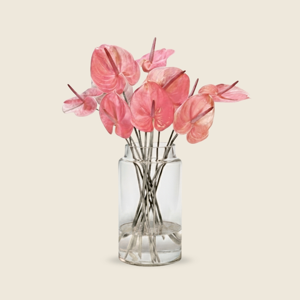 Pink anthurium stems freshly cut