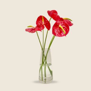 Red anthurium stems on plain background