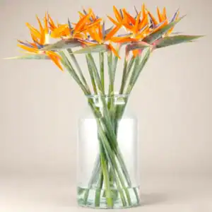 Birds of Paradise flowers in vivid orange