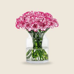 Dual-tone carnation stems
