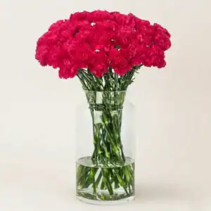 Dark pink carnation stems