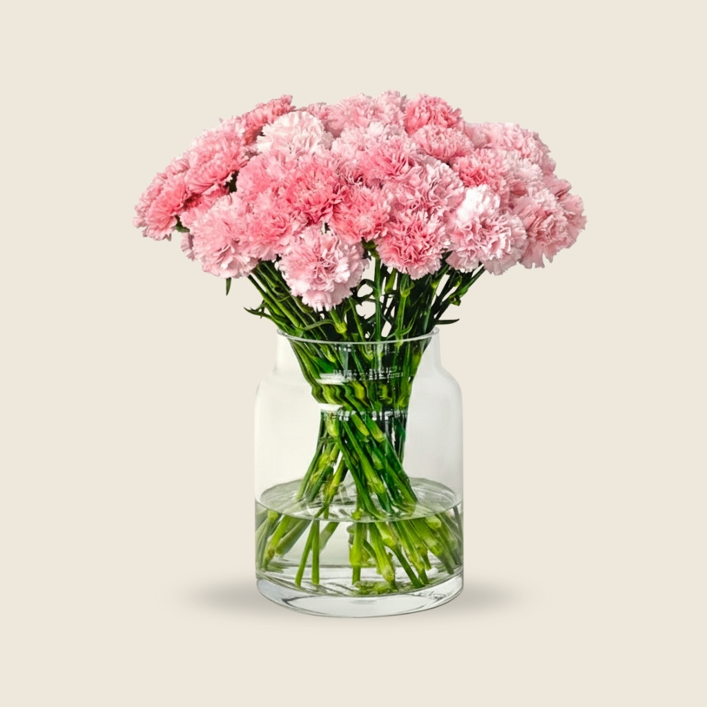 Fresh pink carnation bunch