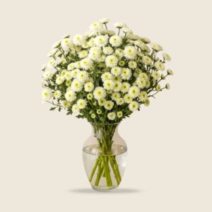 White button chrysanthemum stems