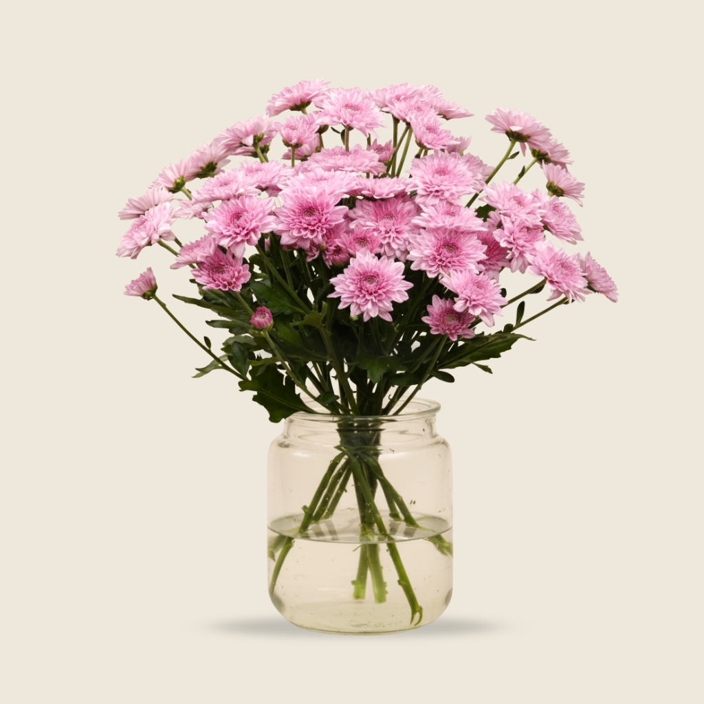 Pink chrysanthemum stems