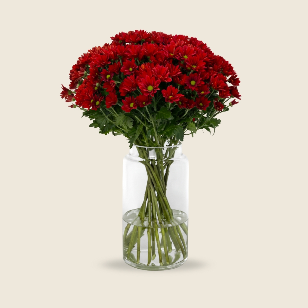 Red chrysanthemum stems