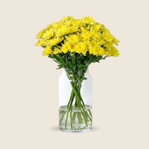 Yellow chrysanthemum stems