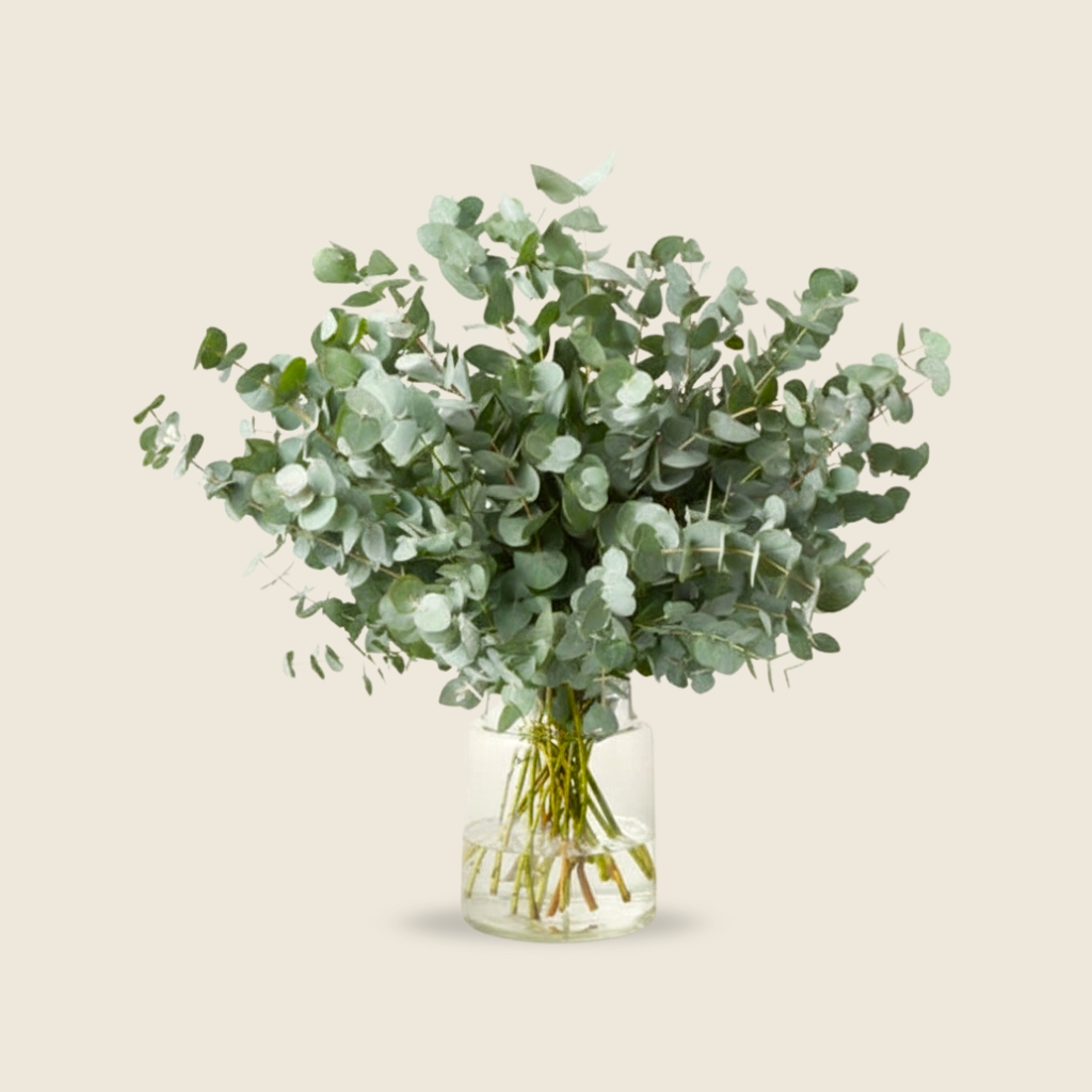 Fresh eucalyptus stems