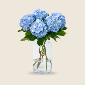 Blue hydrangea blooms