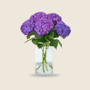 Purple hydrangea blooms