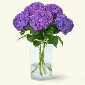 Purple hydrangea blooms