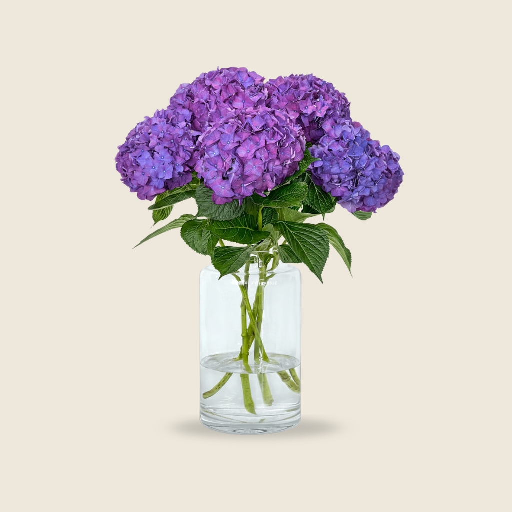 Purple hydrangea blooms