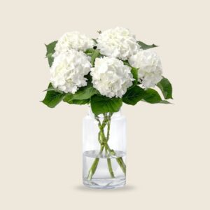 White hydrangea blooms